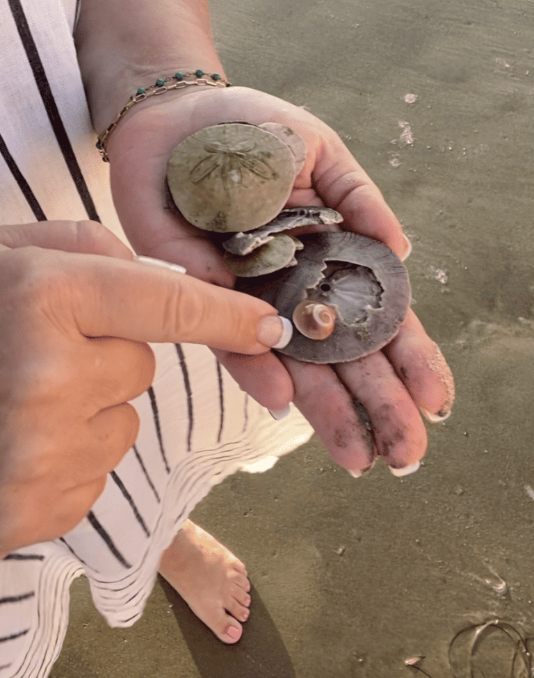 Sand Dollars